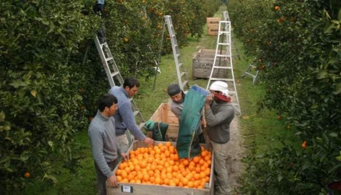 SEMÁFORO CONINAGRO: 18 ECONOMÍAS REGIONALES EN ESTADO DE ALERTA