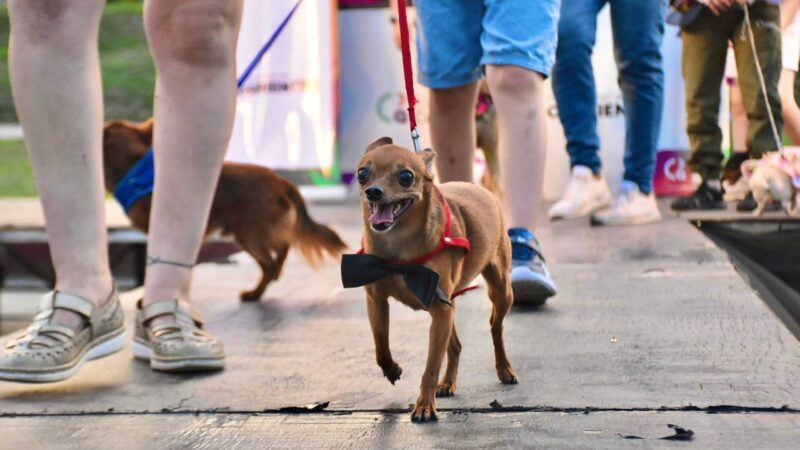 FERIA POR EL DÍA DEL ANIMAL CON ACTIVIDADES DE CONCIENTIZACIÓN SOBRE TENENCIA RESPONSABLE