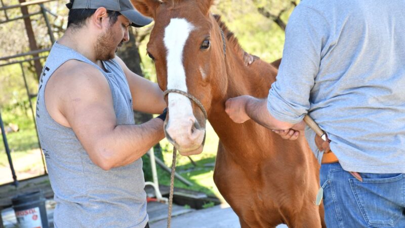 BIENESTAR ANIMAL: MÁS DE 700 CABALLOSYA FUERON LIBERADOS POR LA MUNICIPALIDAD