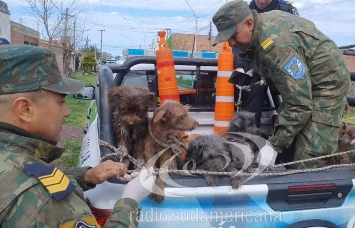 GOYA: RESCATARON A 15 PERROS Y UN LORO